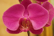 Laden Sie das Bild in den Galerie-Viewer, Fototapete Close up Orchidee in pink