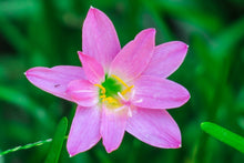 Laden Sie das Bild in den Galerie-Viewer, Fototapete Close up rosa Blüte