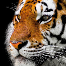 Laden Sie das Bild in den Galerie-Viewer, Fototapete Close up Tiger Kopf