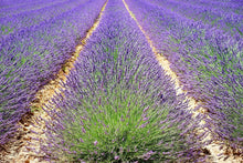 Laden Sie das Bild in den Galerie-Viewer, Fototapete Das Lavendel Feld
