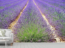 Laden Sie das Bild in den Galerie-Viewer, Fototapete Das Lavendel Feld