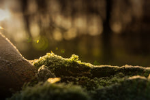 Laden Sie das Bild in den Galerie-Viewer, Fototapete Das Moos