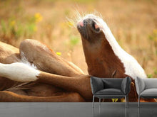Laden Sie das Bild in den Galerie-Viewer, Fototapete Das schlafende Pferd