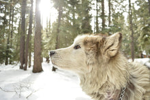 Laden Sie das Bild in den Galerie-Viewer, Fototapete Der Alaskan Malamute