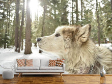 Laden Sie das Bild in den Galerie-Viewer, Fototapete Der Alaskan Malamute