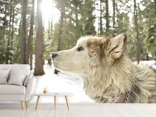 Laden Sie das Bild in den Galerie-Viewer, Fototapete Der Alaskan Malamute