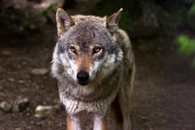 Laden Sie das Bild in den Galerie-Viewer, Fototapete Der böse Wolf