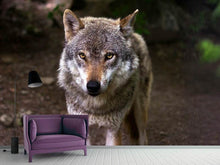 Laden Sie das Bild in den Galerie-Viewer, Fototapete Der böse Wolf