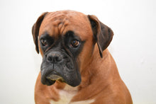 Laden Sie das Bild in den Galerie-Viewer, Fototapete Der Boxer