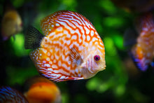 Laden Sie das Bild in den Galerie-Viewer, Fototapete Der Diskus Fisch