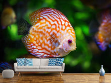 Laden Sie das Bild in den Galerie-Viewer, Fototapete Der Diskus Fisch