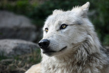 Laden Sie das Bild in den Galerie-Viewer, Fototapete Der einsame Wolf