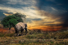 Laden Sie das Bild in den Galerie-Viewer, Fototapete Der Elefant im Sonnenuntergang