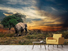 Laden Sie das Bild in den Galerie-Viewer, Fototapete Der Elefant im Sonnenuntergang