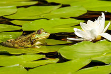 Laden Sie das Bild in den Galerie-Viewer, Fototapete Der Frosch und die Seerose
