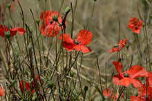 Laden Sie das Bild in den Galerie-Viewer, Fototapete Der Klatschmohn in der Natur