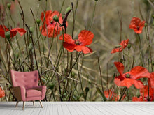 Laden Sie das Bild in den Galerie-Viewer, Fototapete Der Klatschmohn in der Natur