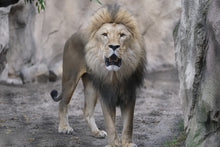 Laden Sie das Bild in den Galerie-Viewer, Fototapete Der Löwe und sein Reich