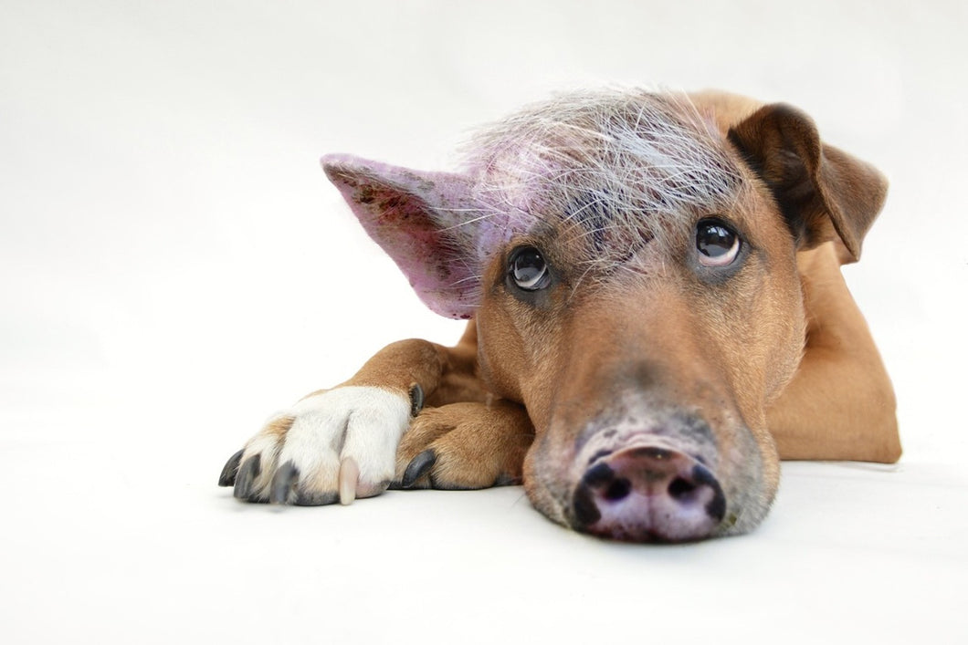 Fototapete Der lustige Schweine Hund