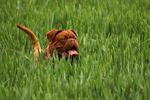 Laden Sie das Bild in den Galerie-Viewer, Fototapete Der Mastiff im Gras