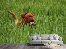 Laden Sie das Bild in den Galerie-Viewer, Fototapete Der Mastiff im Gras