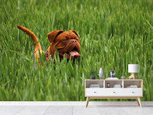 Laden Sie das Bild in den Galerie-Viewer, Fototapete Der Mastiff im Gras