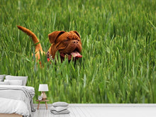 Laden Sie das Bild in den Galerie-Viewer, Fototapete Der Mastiff im Gras