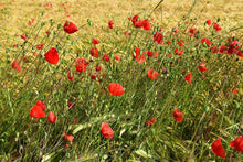 Laden Sie das Bild in den Galerie-Viewer, Fototapete Der Mohn im Wind