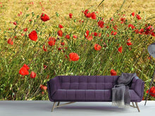 Laden Sie das Bild in den Galerie-Viewer, Fototapete Der Mohn im Wind