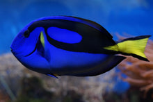Laden Sie das Bild in den Galerie-Viewer, Fototapete Der Paletten-Doktorfisch