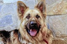Laden Sie das Bild in den Galerie-Viewer, Fototapete Der Schäferhund