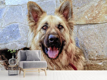 Laden Sie das Bild in den Galerie-Viewer, Fototapete Der Schäferhund