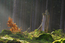 Laden Sie das Bild in den Galerie-Viewer, Fototapete Der Zauber im Wald