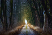 Laden Sie das Bild in den Galerie-Viewer, Fototapete Die Baumallee