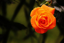Laden Sie das Bild in den Galerie-Viewer, Fototapete Die Blüte der Rose