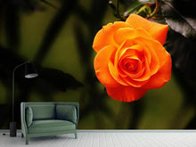 Laden Sie das Bild in den Galerie-Viewer, Fototapete Die Blüte der Rose
