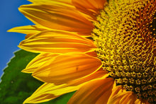 Laden Sie das Bild in den Galerie-Viewer, Fototapete Die Knospe Close up