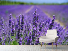 Laden Sie das Bild in den Galerie-Viewer, Fototapete Die Lavendelblüten