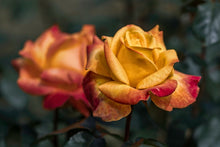Laden Sie das Bild in den Galerie-Viewer, Fototapete Die Rose im Garten