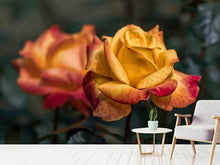 Laden Sie das Bild in den Galerie-Viewer, Fototapete Die Rose im Garten