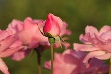 Laden Sie das Bild in den Galerie-Viewer, Fototapete Die Rosenknospe