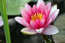 Laden Sie das Bild in den Galerie-Viewer, Fototapete Die Seerose in pink