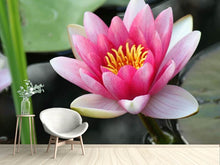 Laden Sie das Bild in den Galerie-Viewer, Fototapete Die Seerose in pink