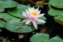 Laden Sie das Bild in den Galerie-Viewer, Fototapete Die stolze Seerose