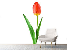 Laden Sie das Bild in den Galerie-Viewer, Fototapete Die stolze Tulpe