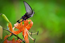 Laden Sie das Bild in den Galerie-Viewer, Fototapete Die Tiger-Lilie und der Schmetterling
