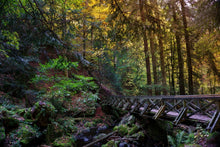 Laden Sie das Bild in den Galerie-Viewer, Fototapete Die Wald Brücke