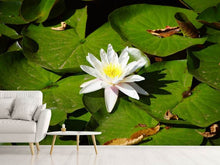Laden Sie das Bild in den Galerie-Viewer, Fototapete Die weisse Seerose