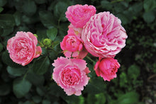 Laden Sie das Bild in den Galerie-Viewer, Fototapete Die wilden Rosen in pink