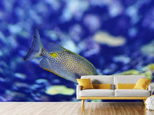 Laden Sie das Bild in den Galerie-Viewer, Fototapete Ein Fisch im Aquarium
